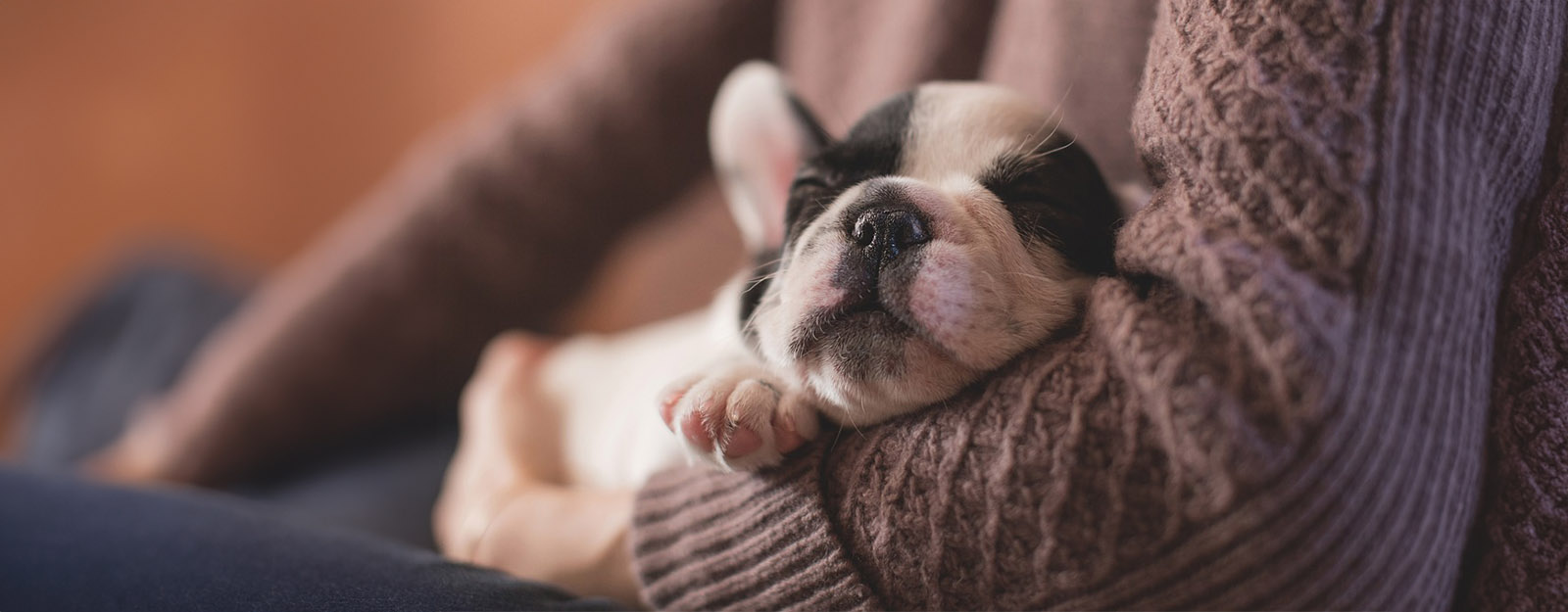 Photo of a puppy sleeping in the arms of its owner.